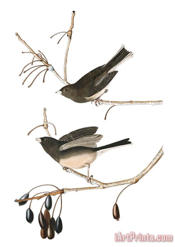 John James Audubon Snow Bird Art Print