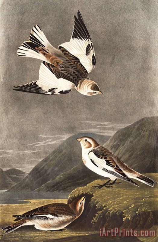 John James Audubon Snow Bunting Art Print