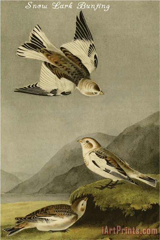 John James Audubon Snow Lark Bunting Art Print