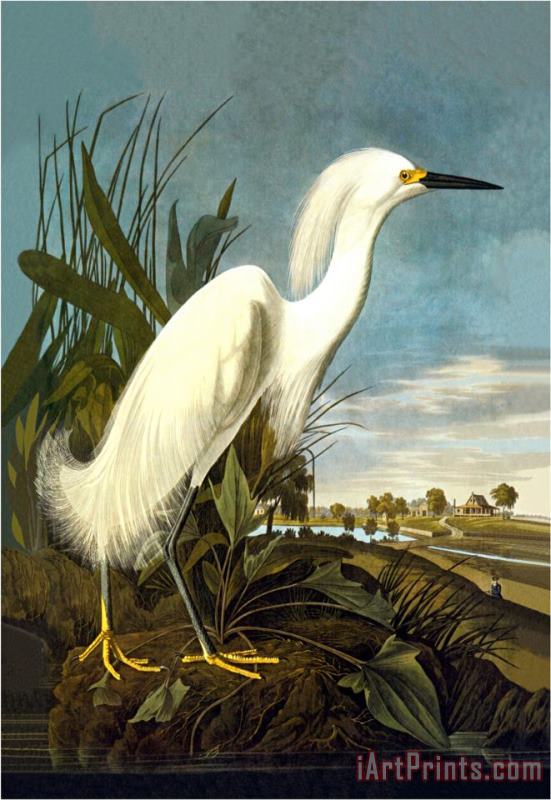 John James Audubon Snowy Egret Art Painting