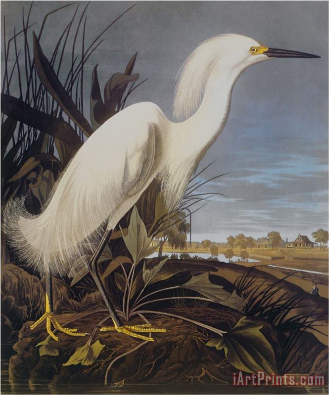Snowy Heron Or White Egret painting - John James Audubon Snowy Heron Or White Egret Art Print