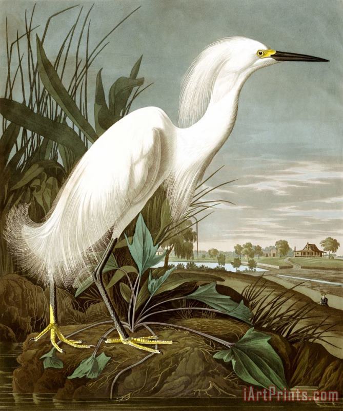 John James Audubon Snowy Heron, Or White Egret Art Print