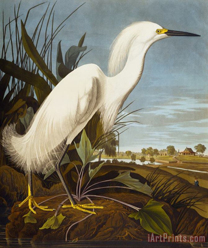 John James Audubon Snowy Heron Or White Egret Snowy Egret Egretta Thula Plate Ccklii From The Birds of America Art Painting