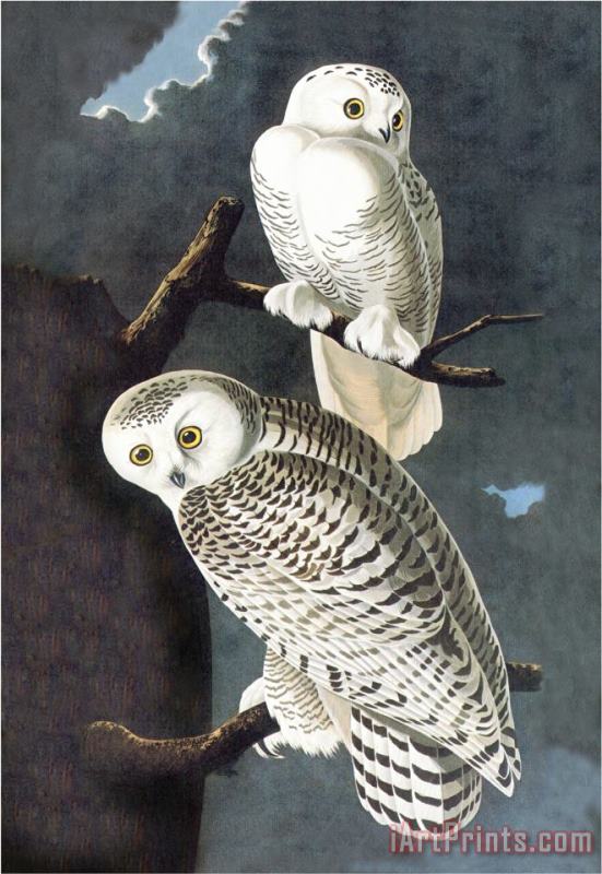 John James Audubon Snowy Owl Art Painting