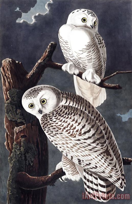 John James Audubon Snowy Owl Art Print