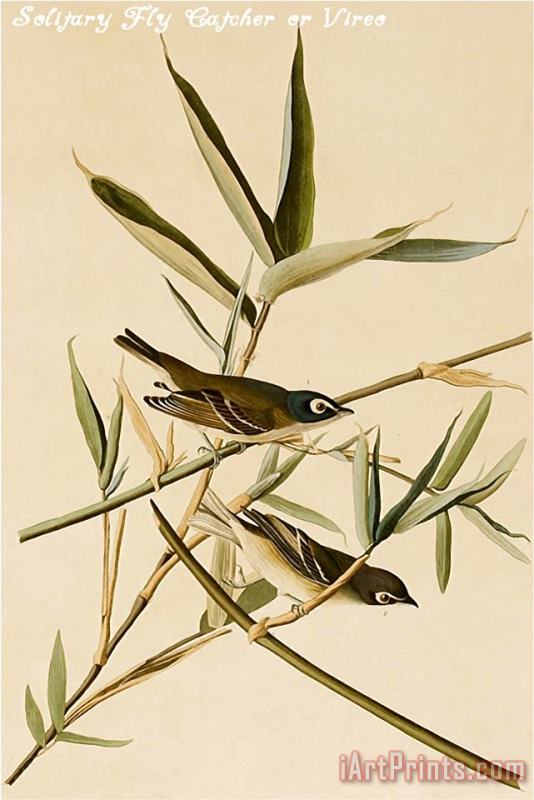 John James Audubon Solitary Fly Catcher Or Vireo Art Painting