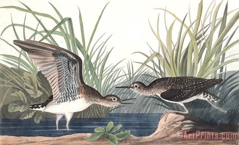 John James Audubon Solitary Sandpiper Art Print