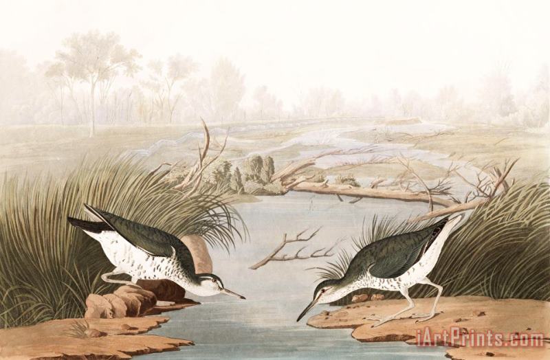 John James Audubon Spotted Sandpiper Art Print