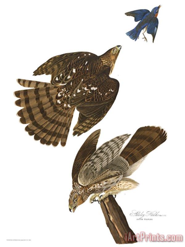 John James Audubon Stanley Hawk Art Painting