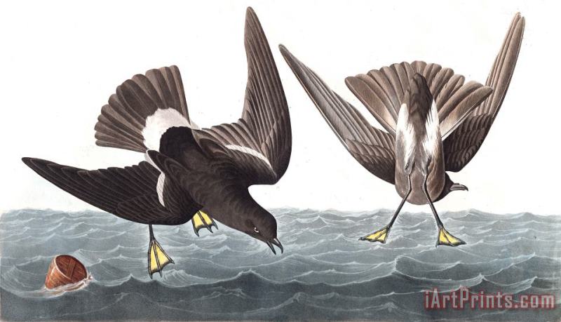 John James Audubon Stormy Petrel Art Painting