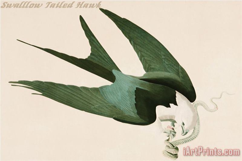 John James Audubon Swalllow Tailed Hawk Art Painting