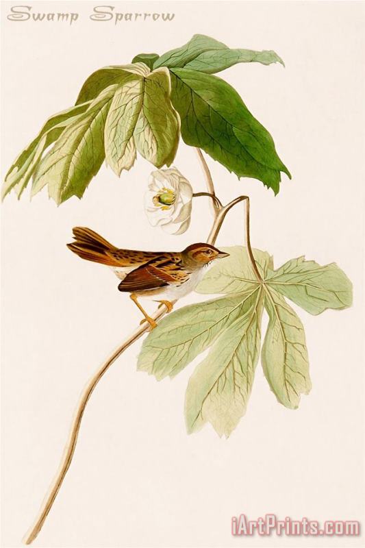John James Audubon Swamp Sparrow Art Print
