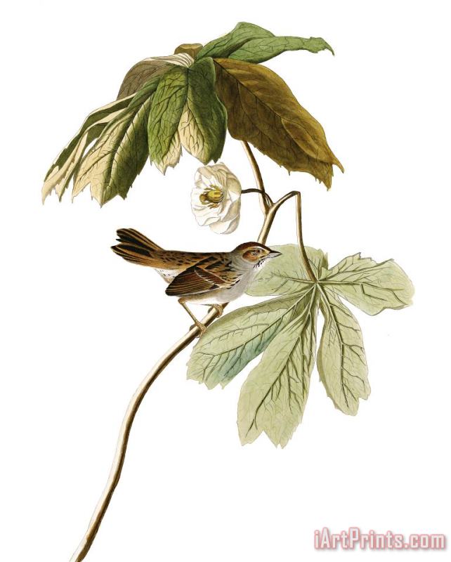 John James Audubon Swamp Sparrow Art Painting
