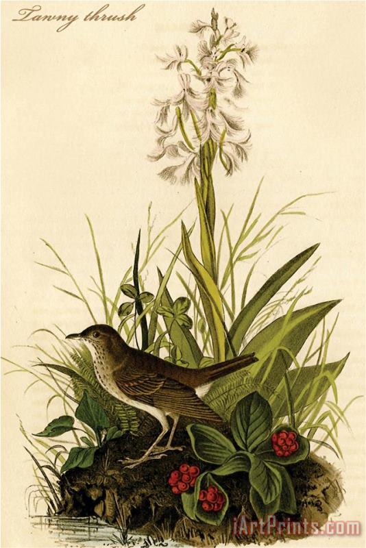 John James Audubon Tawny Thrush Art Painting