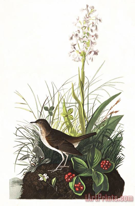 Tawny Thrush painting - John James Audubon Tawny Thrush Art Print