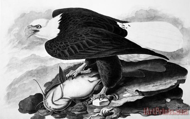 The Bald Eagle painting - John James Audubon The Bald Eagle Art Print