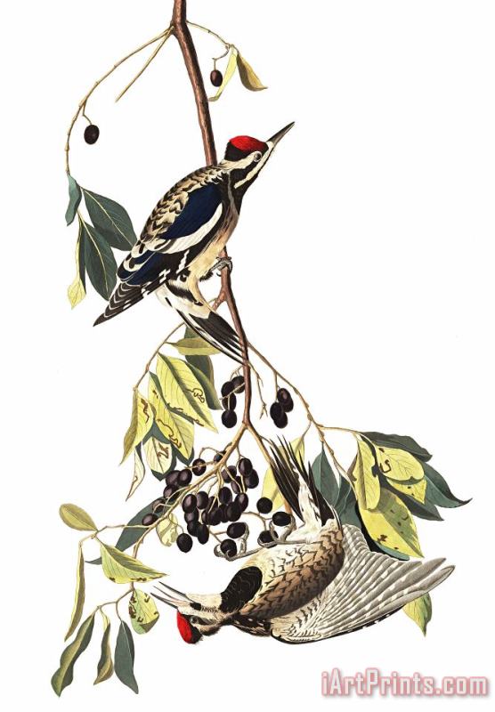 John James Audubon The Yellow Bellied Woodpecker Art Painting