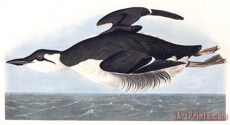 John James Audubon Thick Billed Murre Art Print