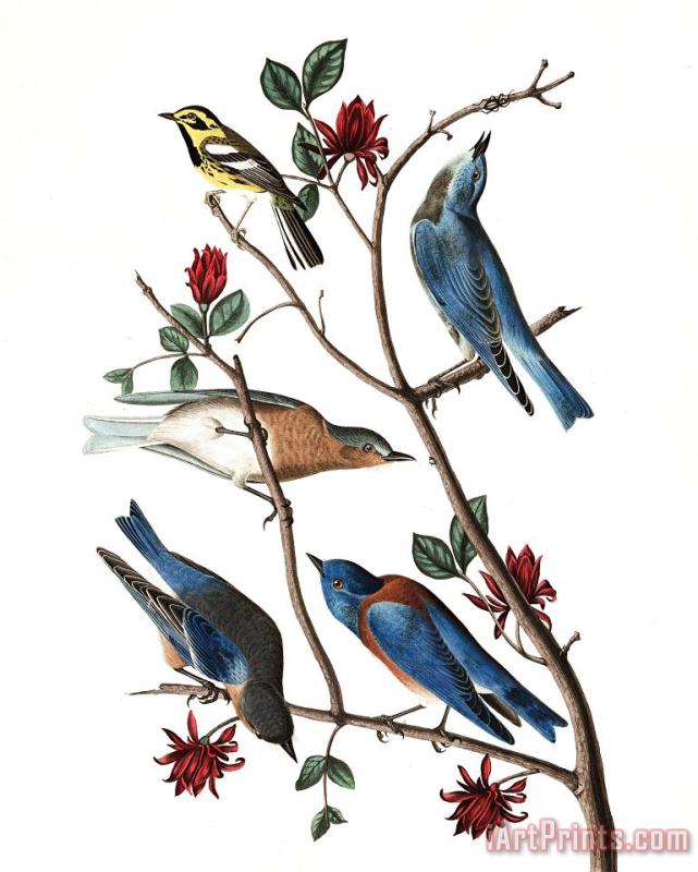 John James Audubon Townsend's Warbler, Arctic Blue Bird, Western Blue Bird Art Painting