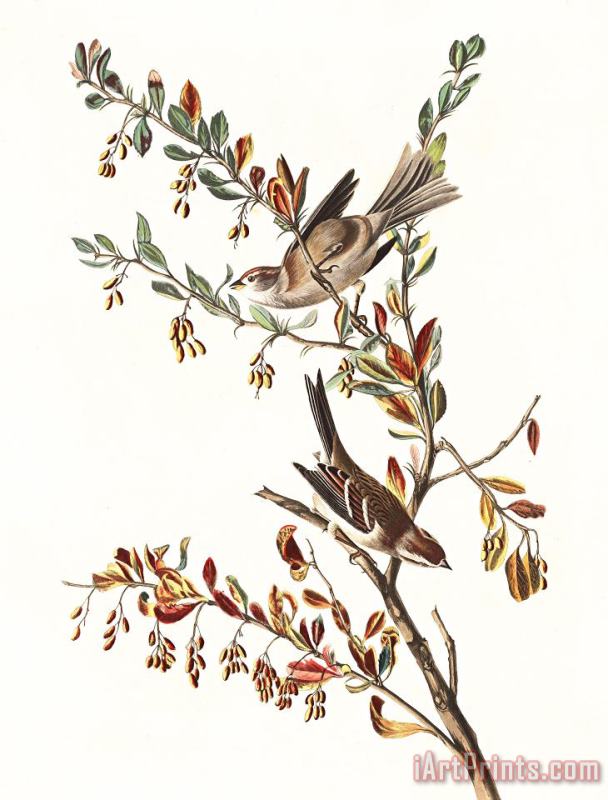 John James Audubon Tree Sparrow Art Print