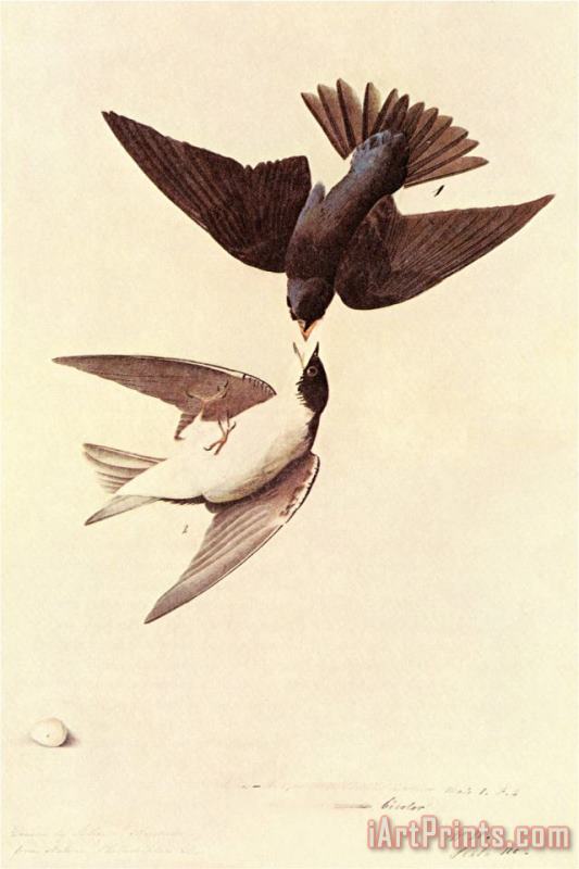 John James Audubon Tree Swallow Art Painting