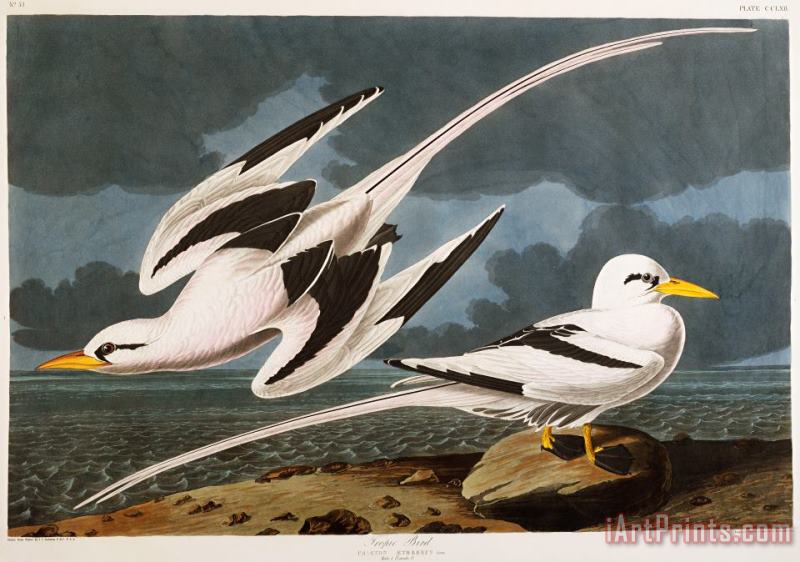 Tropic Bird painting - John James Audubon Tropic Bird Art Print