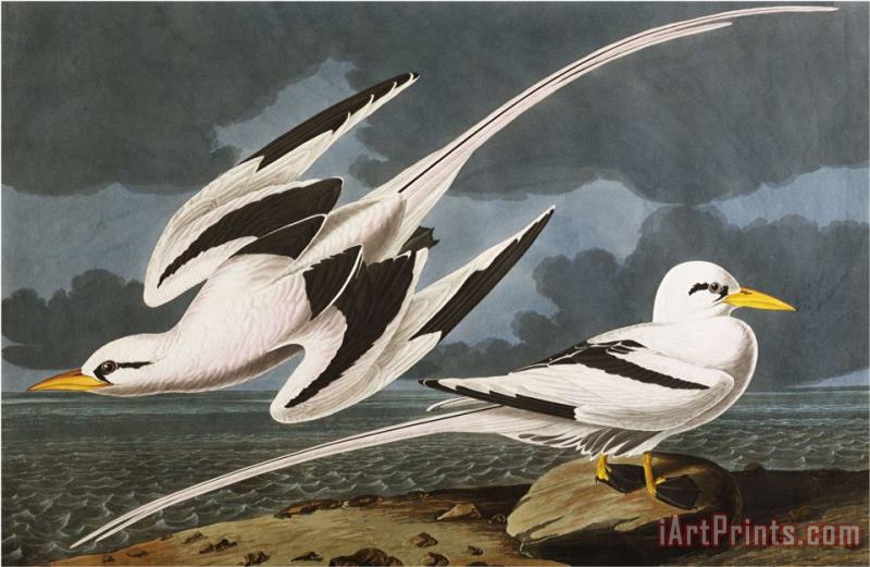 Tropic Bird Phaeton Athreus Plate Cclxii From The Birds of America painting - John James Audubon Tropic Bird Phaeton Athreus Plate Cclxii From The Birds of America Art Print