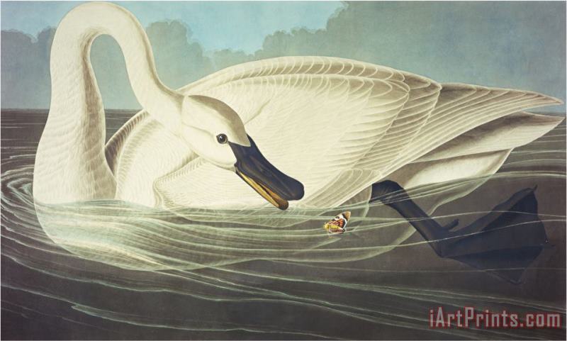 Trumpeter Swan Olor Buccinator Plate Ccccvi From The Birds of America painting - John James Audubon Trumpeter Swan Olor Buccinator Plate Ccccvi From The Birds of America Art Print