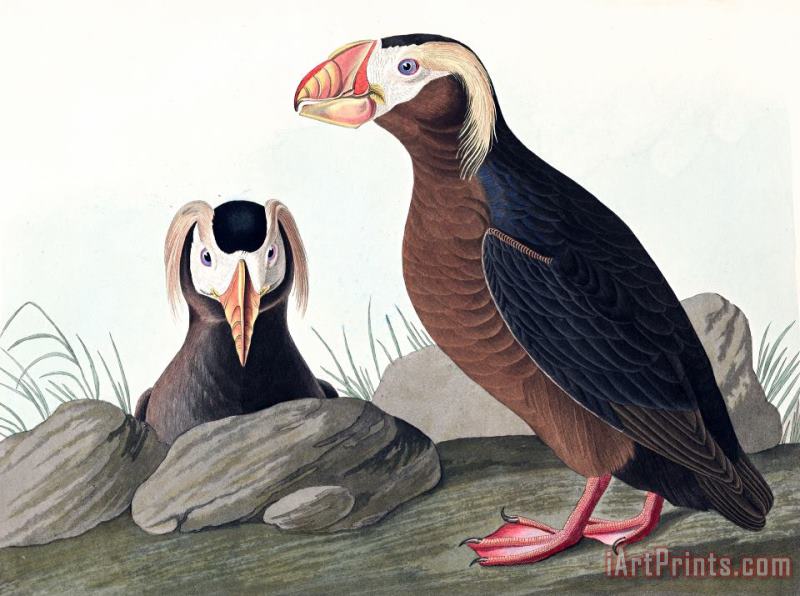 John James Audubon Tufted Auk Art Print
