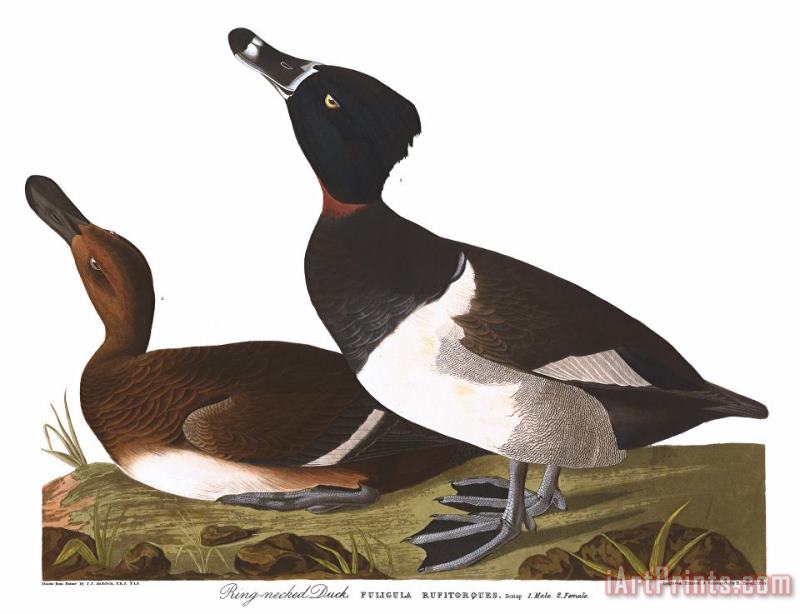 Tufted Duck painting - John James Audubon Tufted Duck Art Print