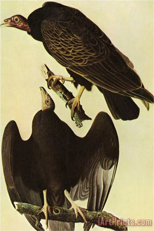 Turkey Vulture painting - John James Audubon Turkey Vulture Art Print
