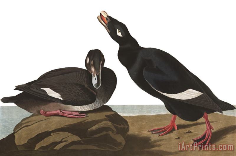 John James Audubon Velvet Duck Art Painting
