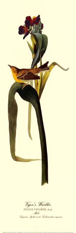 Vigor's Warbler painting - John James Audubon Vigor's Warbler Art Print