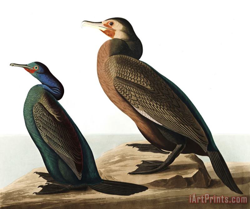 John James Audubon Violet Green Cormorant, Or Townsend's Cormorant Art Painting
