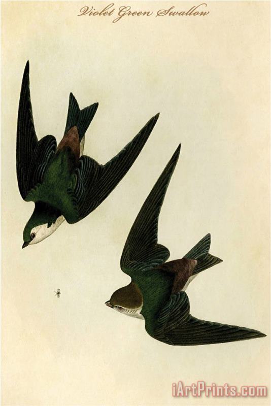 Violet Green Swallow painting - John James Audubon Violet Green Swallow Art Print