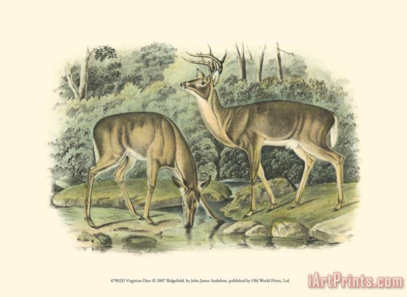John James Audubon Virginian Deer Art Painting