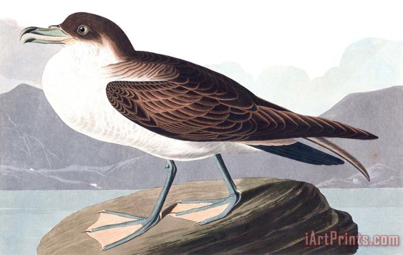 John James Audubon Wandering Shearwater Art Painting
