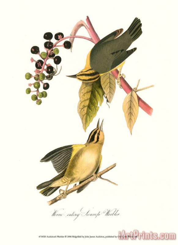 Warbler painting - John James Audubon Warbler Art Print