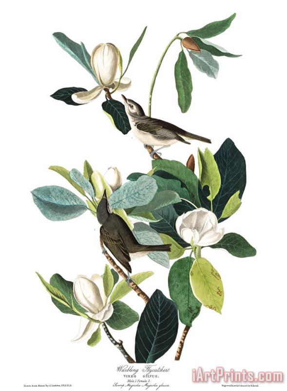 John James Audubon Warbling Flycatcher Art Print