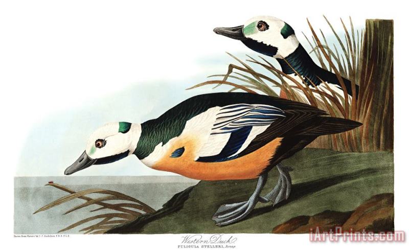 Western Duck painting - John James Audubon Western Duck Art Print