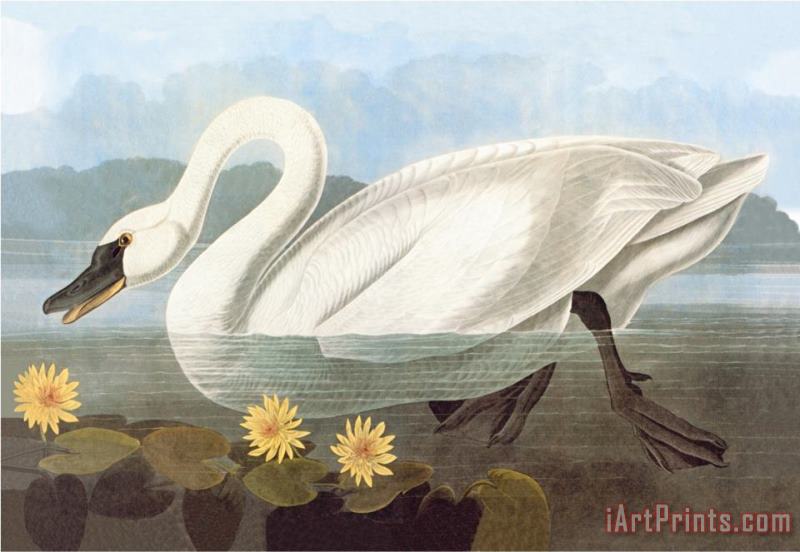 John James Audubon Whistling Swan Art Painting