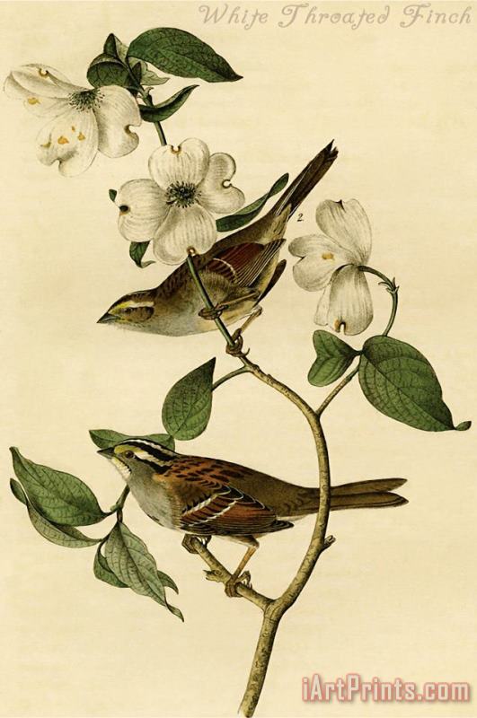 John James Audubon White Throated Finch Art Painting