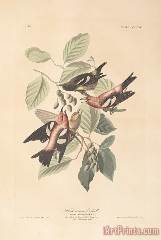 White Winged Crossbill painting - John James Audubon White Winged Crossbill Art Print