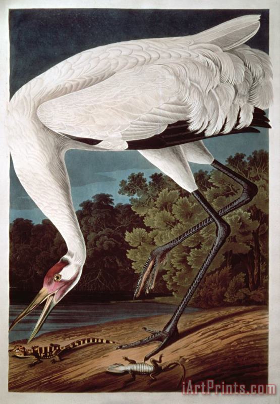 Whooping Crane From Birds of America painting - John James Audubon Whooping Crane From Birds of America Art Print