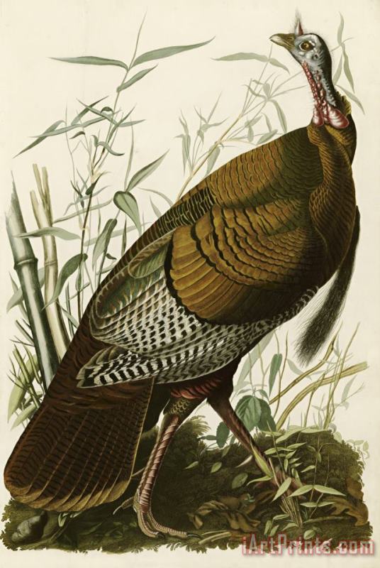 Wild Turkey painting - John James Audubon Wild Turkey Art Print