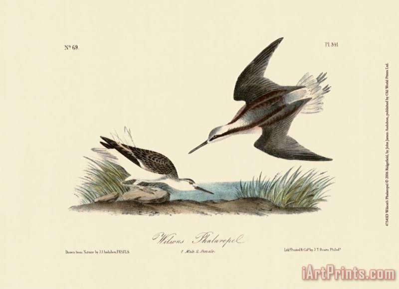 John James Audubon Wilson's Phalaropel Art Painting