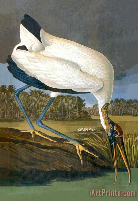 Wood Stork painting - John James Audubon Wood Stork Art Print