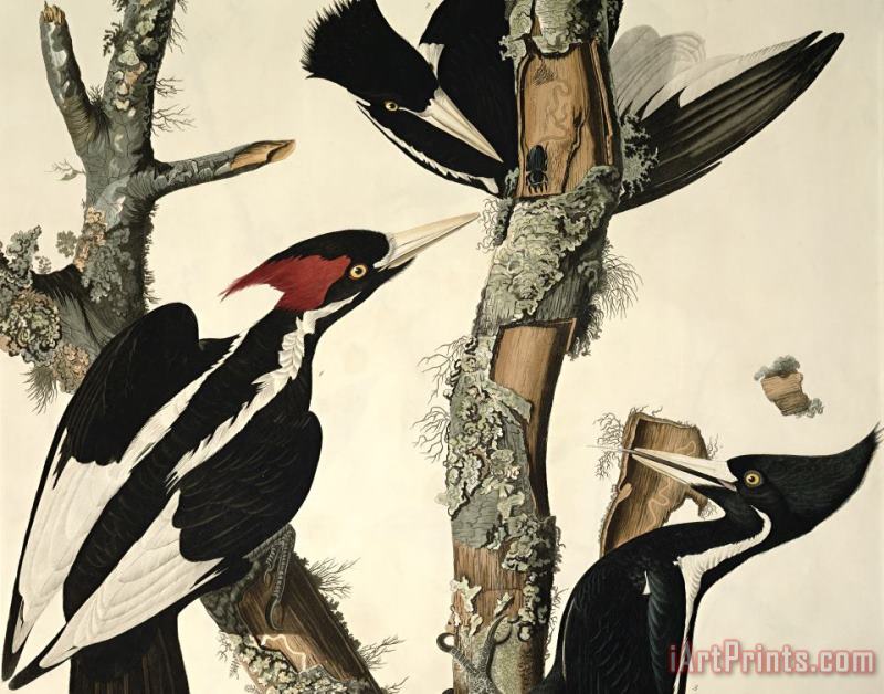 John James Audubon Woodpecker Art Painting