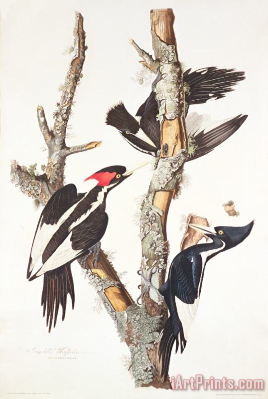 Woodpeckers painting - John James Audubon Woodpeckers Art Print