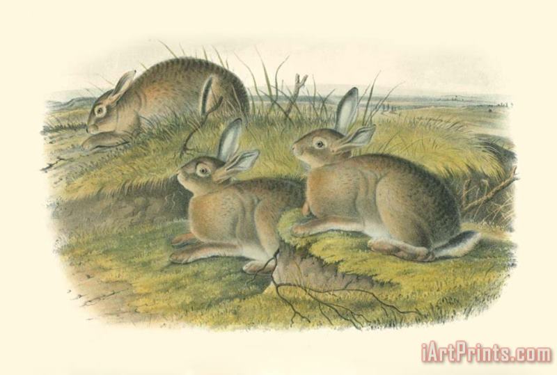 John James Audubon Wormwood Hare Art Painting